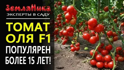 Хлебосольные хозяйки - Помидоры\"Розовый вечер\" автор [id164234078|Марина  Гармаш] (рецепт от Ольги Левдо) Замечательный рецепт маринованных помидор с  легкой кислинкой и прекрасным яблочным ароматом. Ингредиенты:(на 1 литровую  банку) свекла-3 колечка ...