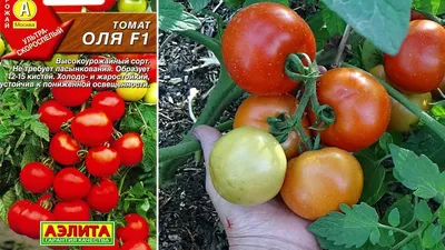 Маринованные помидоры. Быстрая закуска - рецепт автора Ольга Агафонова