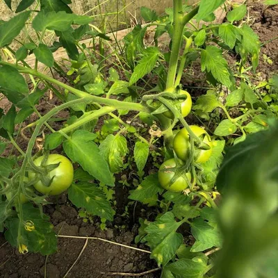Купить помидоры узбекские в Fruitonline