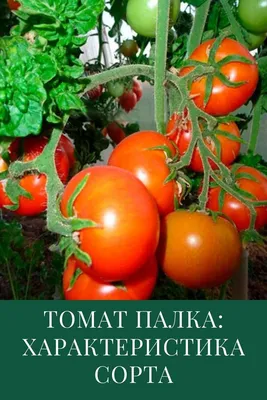 Томат «Палка»