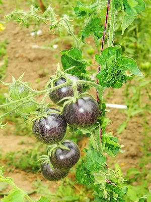 Томат Палка (Stick Tomato, Curl Tomato, Кудряволистный помидор)США, 5семян  | Дачная Коллекция