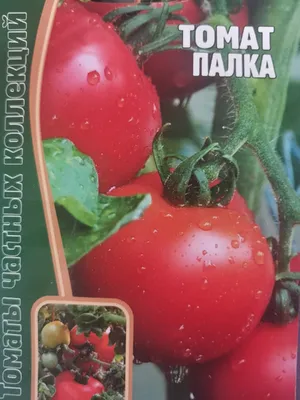 Томат «Палка»