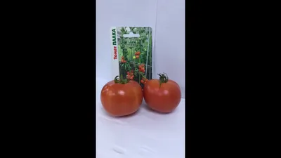 Томат Палка Редкие семена