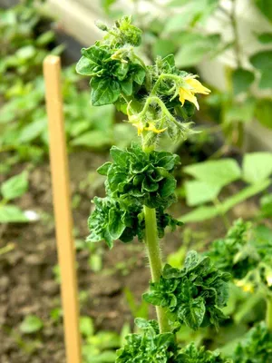 Томат Палка жёлтая (Yellow Stick)