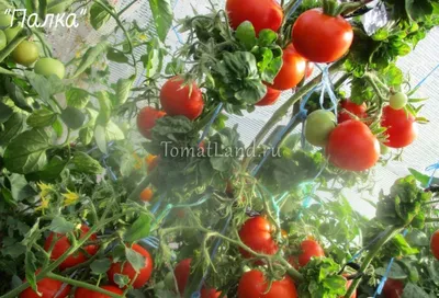 Томат Палка (Stick Tomato, Curl Tomato, Кудряволистный помидор)США, 5семян  | Дачная Коллекция
