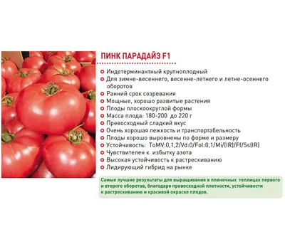 Розовые помидоры: сравниваем томаты \"Пинк Парадайз\" за 700 рублей с  томатами с рынка за 350 рублей | Зачем Платить Больше | Дзен