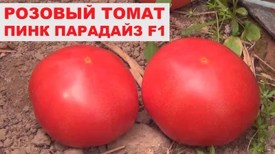 Решили с женой сажать только два вкусных, красивых и урожайных томата: один  в теплицу, а другой – в открытый грунт, показываю. | Время почитать | Дзен