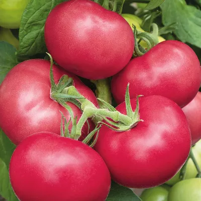 Свежие розовые томаты сорта Пинк парадайз - купить у поставщика СП ООО  \"GLOBAL FOOD IMPEX\"