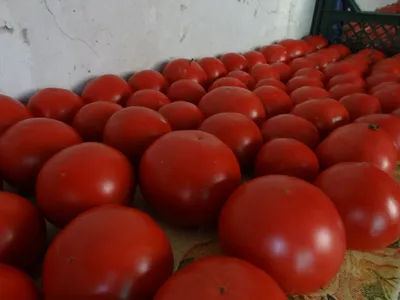 Купить помидоры Пинк Парадайз, цены в Москве на Мегамаркет | Артикул:  100029816525