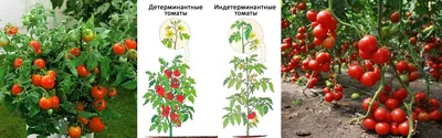 Что нужно знать при выращивании розовых томатов | На грядке (Огород.ru)