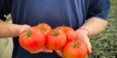 Решили с женой сажать только два вкусных, красивых и урожайных томата: один  в теплицу, а другой – в открытый грунт, показываю. | Время почитать | Дзен