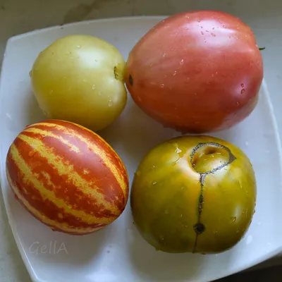 Розовый томат: как выращивают помидоры в Дагестане | Новости и статьи  ВкусВилл: Москва и область