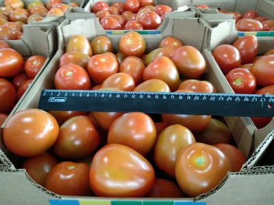 5 легендарных томатов – от советских времен до наших дней Агроуспех