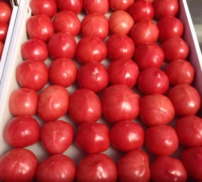 Как выбрать 5 сортов томатов, которых хватит для всего | На грядке  (Огород.ru)