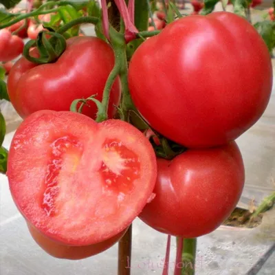 Помидоры свежие оптом: покупка и продажа томатов от производителей, цены -  АгроМер