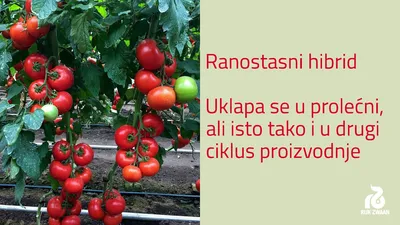 9 лучших сортов помидоров для теплицы: какие семена тепличных томатов  выбрать | ivd.ru