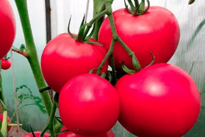 Почему томаты по-русски называются помидорами? - ЯПлакалъ