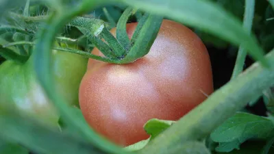 Интересное зрелище: почему стоит выращивать томаты сорта Розовый Куст |  Тайны звезд | Дзен
