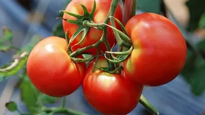 Обрезка помидор для максимального урожая! - YouTube