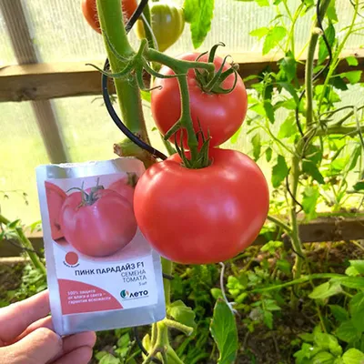 Купить семена помидор Пинк Парадайз F1 на дачу почтой | оптом и в розницу