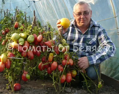 Томат Перцевидный • ОТЗЫВЫ(36), Описание, Фото, Характеристика