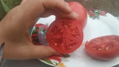 Семена томатов (помидор) Пинк Буш F1 (Pink Bush F1) купить в Украине -  Komirnyk