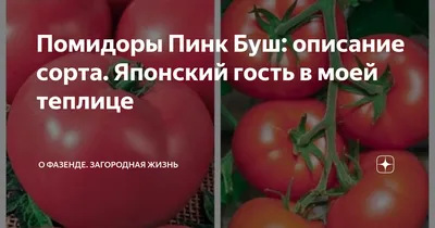 Розовый томат Пинк Буш: наш опыт выращивания. Что мы получили - YouTube