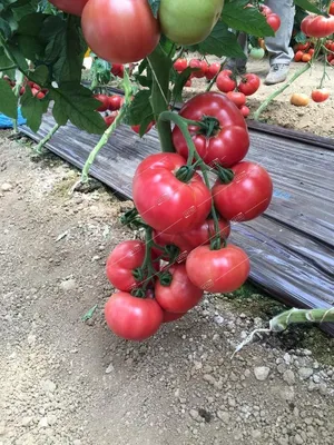 Семена томата Пинк Хит F1 (Pink Hit F1) Yuksel Seeds 100 - купить по лучшей  цене в Виноградове от компании \"Agrise\" - 1698599208