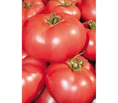 Пинк Парадайз F1 - семена томатов, 50 и 500 семян, Sakata seeds/Саката сидз  (Япония) - купить в интернет-магазине fremercentr.ru быстрая доставка.  Почтой или ТК.