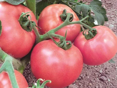 Сорт томатов Пинк парадайз, описание, характеристика и отзывы, а также  особенности выращивания