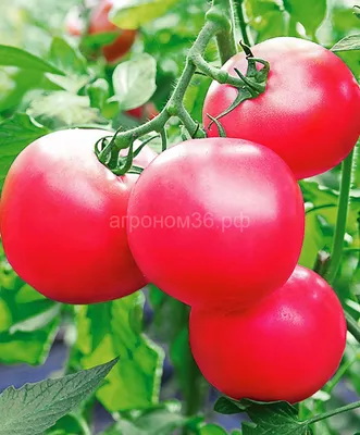 https://lenta.com/product/tomaty-prochie-tovary-pink-paradajjz-ves-555233/