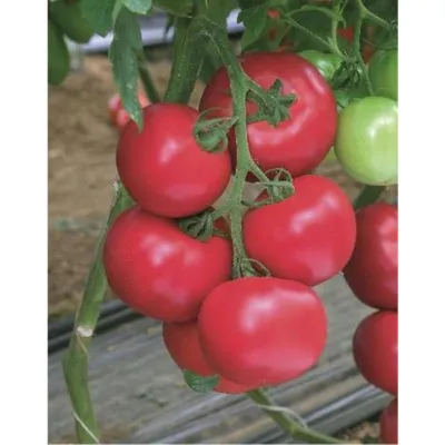 Семена томатов (помидор) Пинк Парадайз F1 (Pink Paradise F1) купить в  Украине - Komirnyk