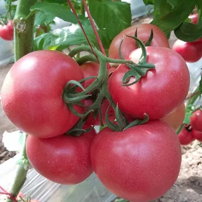 Отзыв о Семена томатов Sakata \"Pink Paradise F1\" | Вкуснейший помидор,  неустойчивый к вершинной гнили.