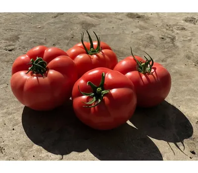 Купить семена томата Пинк Гарант F1 на дачу почтой | оптом и в розницу