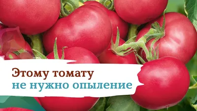 Томат Пинк Уникум: описание и характеристика, ОТЗЫВЫ (9), фото, урожайность  | tomatland.ru