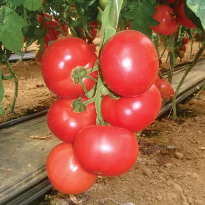Семена томатов (помидор) Пинк Парадайз F1 купить в Украине | Веснодар
