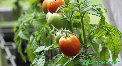 Семена Поиск Томат Пиноккио комнатный ц/п 0,1г оптом - купить с доставкой  по Москве и России, цена