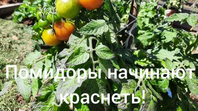 Томат - Нетипичный фермер