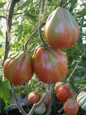 Пузата хата - П — сорта томатов - tomat-pomidor.com - отзывы на форуме |  каталог