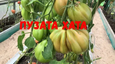 сорт томатов \"Пузата Хата\" | Помидоры, Растения, Посадка овощей