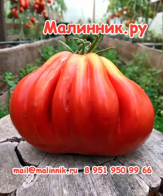 Проверенный сорт томата - Пузата хата