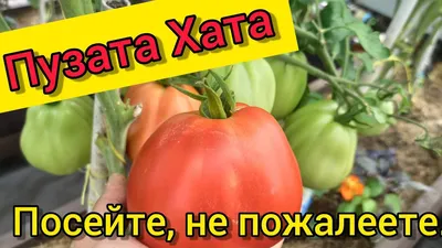 Купить наборы семян томатов 10 шт. Сибирский сад | интернет-магазин Белая  Аллея