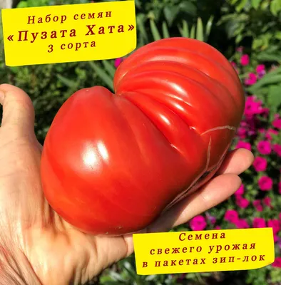 Томат Пузата хата, 20 шт., купить в интернет магазине Seedspost.ru