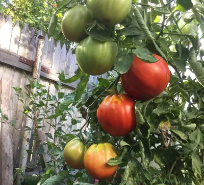 Всегда сажаю этот томат- Пузата хата. Крупноплодный, высокорослый, очень  урожайный сорт помидор! - YouTube