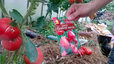 Набор семян томатов: \"Сто пудов, Дрова, Пузата хата\" купить по цене 189 ₽ в  интернет-магазине KazanExpress