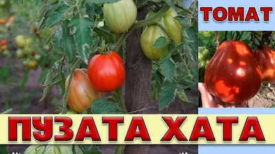 Что такое детерминантные и индетерминантные сорта помидоров: когда сажать  помидоры на рассаду, лучшие и урожайные сорта томатов - 2 апреля 2023 -  74.ru