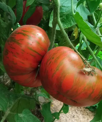 Семена овощей для дома, сада, дачи, Семена томатов набор № 1 (9 пакетиков)  | AliExpress