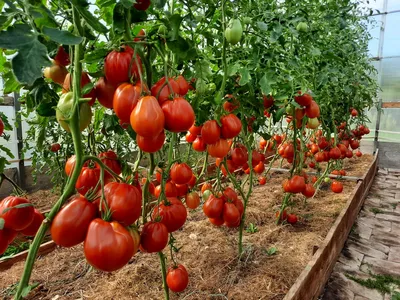 Проверенный сорт томата - Пузата хата