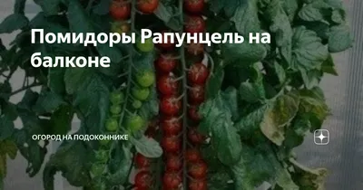 РАПУНЦЕЛЬ (RAPUNZEL) - ранний красный черри, длинная кисть