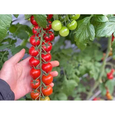 Rapunzel tomatoes | Veg garden, Potted plants patio, Edible garden